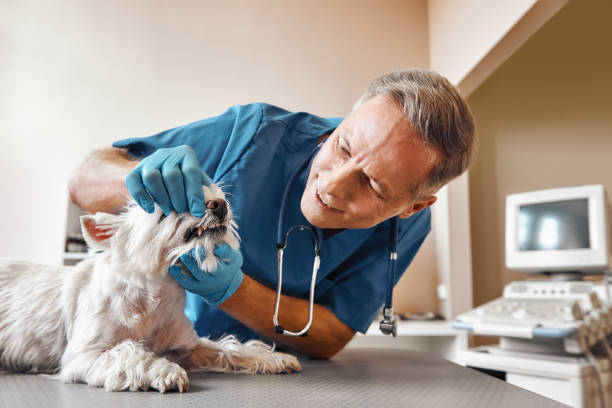 Best Chipped Tooth Repair Near Me  in North Eastham, MA